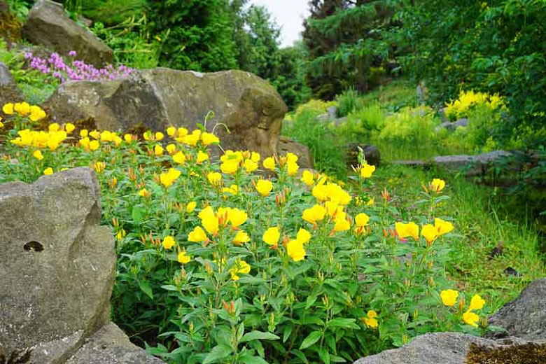 Evening Primrose - Image 2