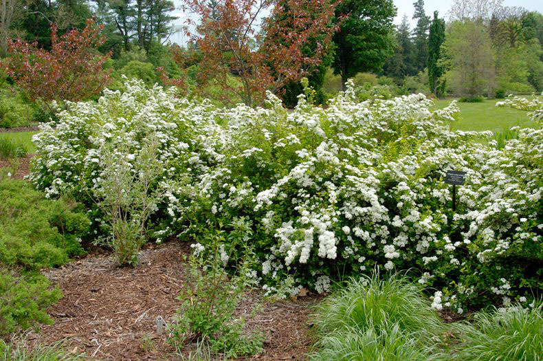 Fairy Queen Spirea - Image 2