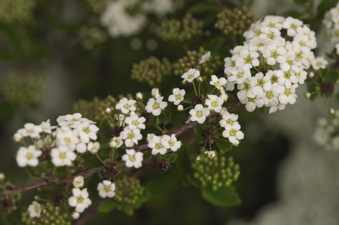 Fairy Queen Spirea - Image 3