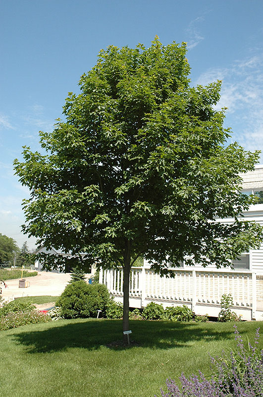 Fall Fiesta Sugar Maple - Image 2