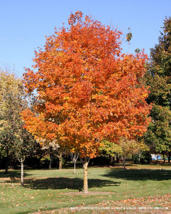 Fall Fiesta Sugar Maple - Image 3