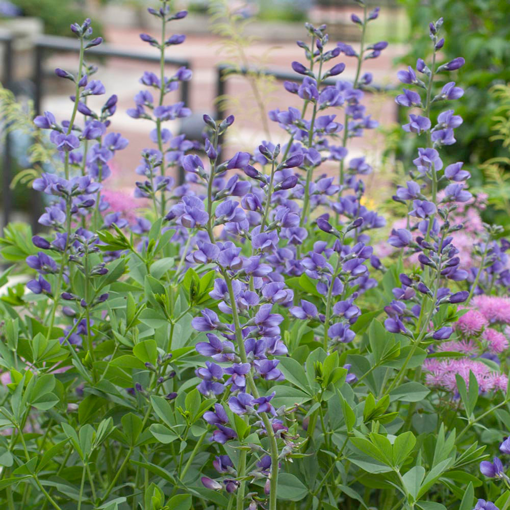 False Indigo - Image 2