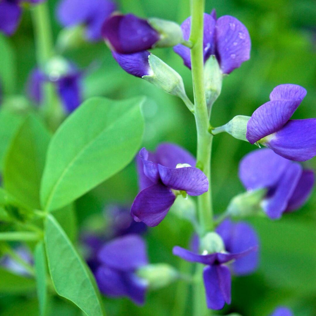 False Indigo - Image 3