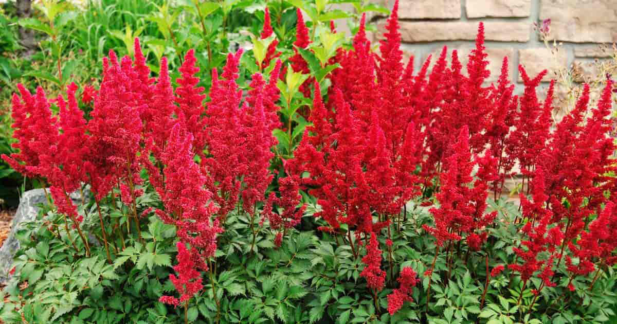 Fanal Astilbe - Image 2