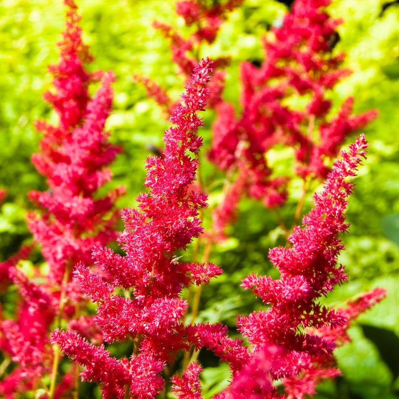 Fanal Astilbe - Image 3