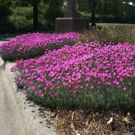 Firewitch Dianthus - Image 2