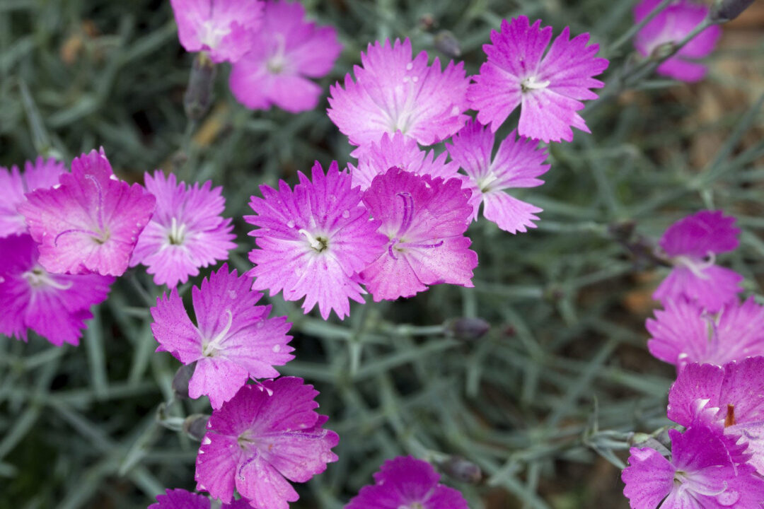 Firewitch Dianthus - Image 3