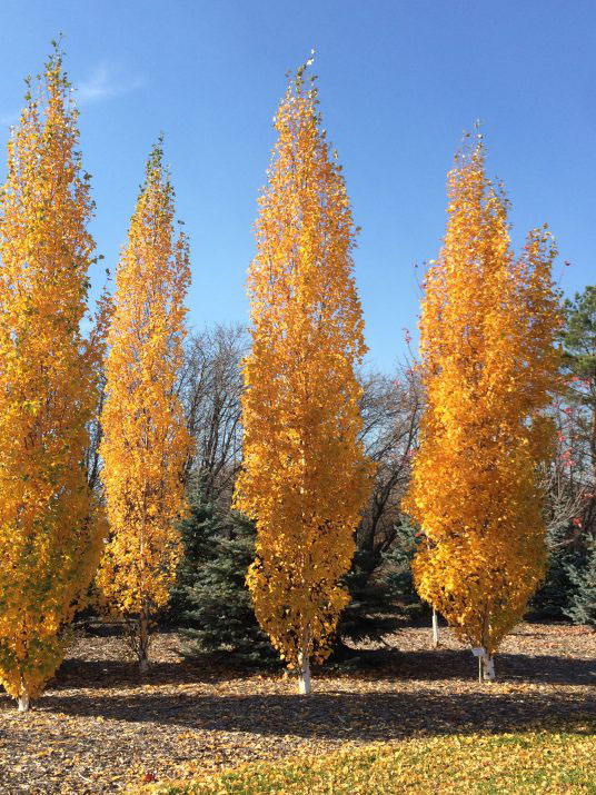 First Editions Parkland Pillar Birch - Image 2