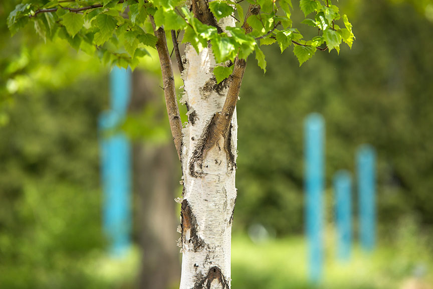 First Editions Parkland Pillar Birch - Image 3