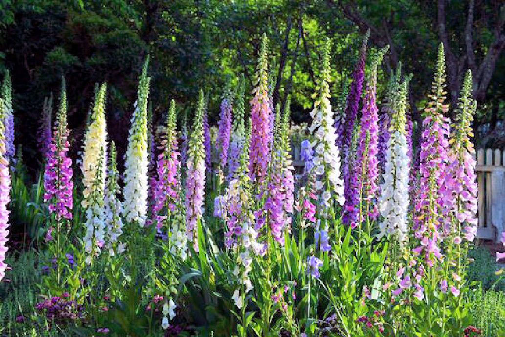 Foxglove - Image 2