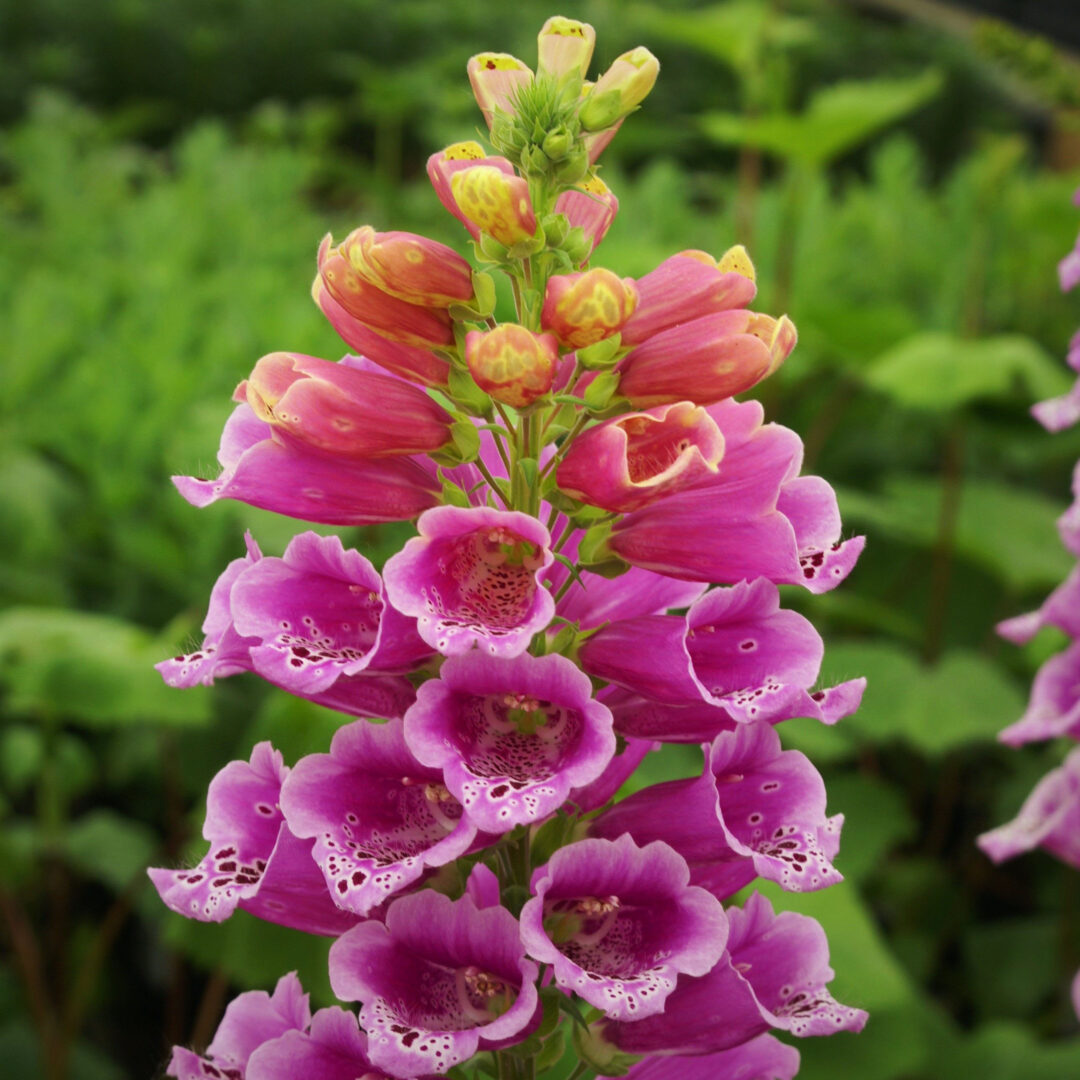 Foxglove - Image 3