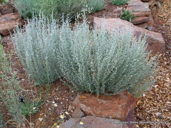 Fringed Sage - Image 2