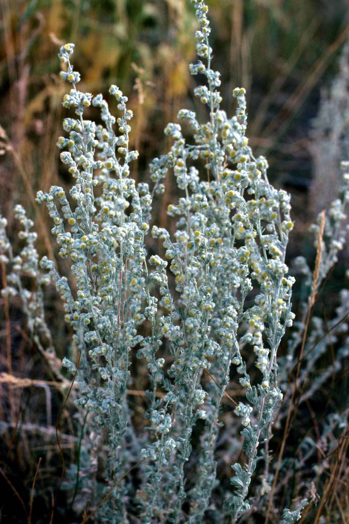 Fringed Sage - Image 3