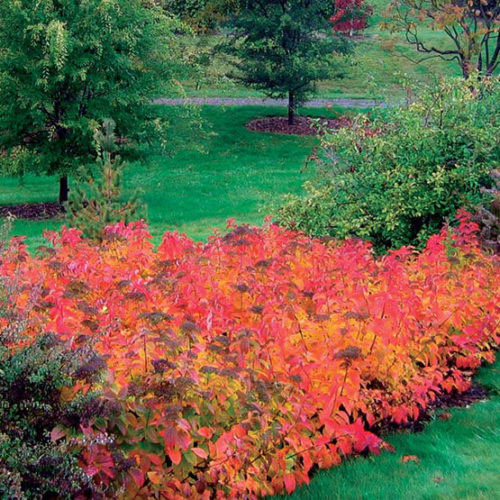 Fritschiana Spirea - Image 2