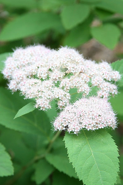 Fritschiana Spirea - Image 3
