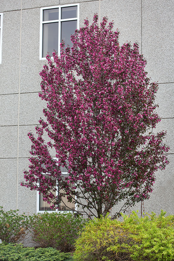 Gladiator Crabapple - Image 2