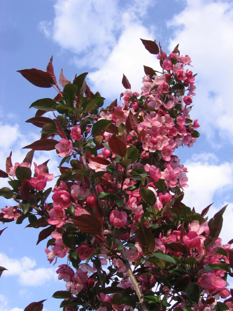 Gladiator Crabapple - Image 3
