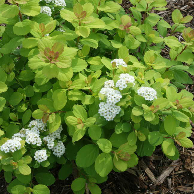 Glow Girl Birchleaf Spirea - Image 2