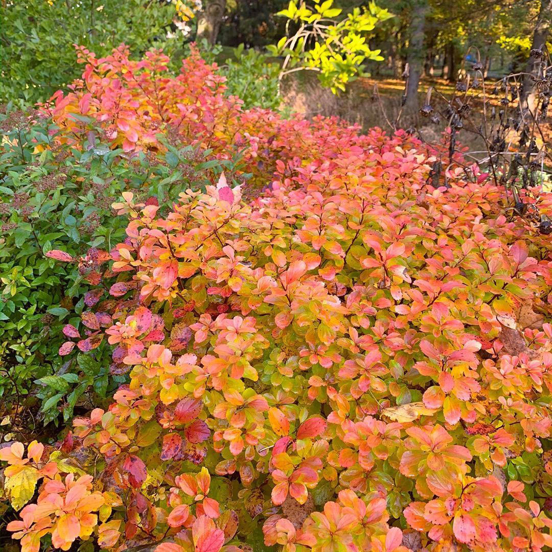 Glow Girl Birchleaf Spirea - Image 3