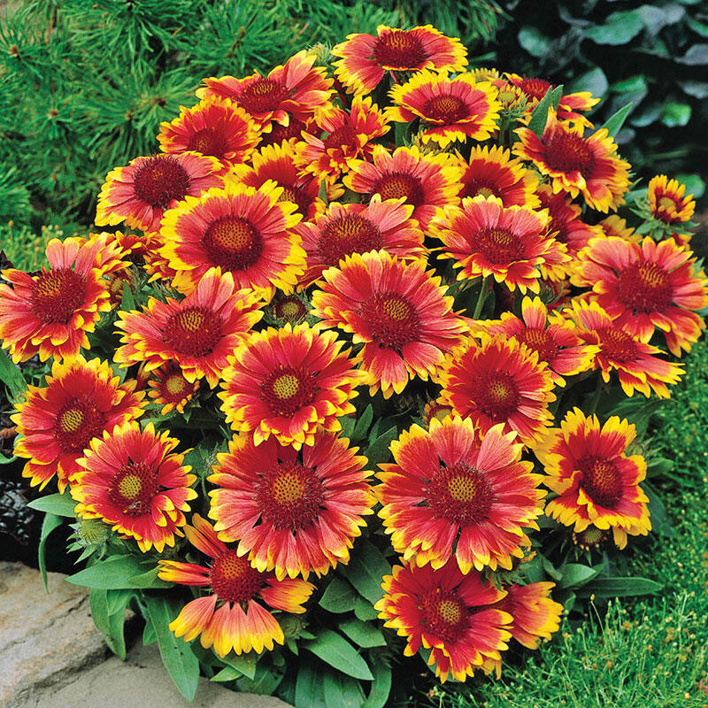 Goblin Blanket Flower - Image 2