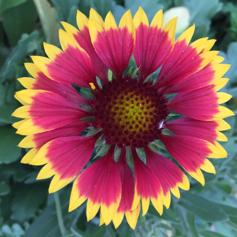 Goblin Blanket Flower - Image 3