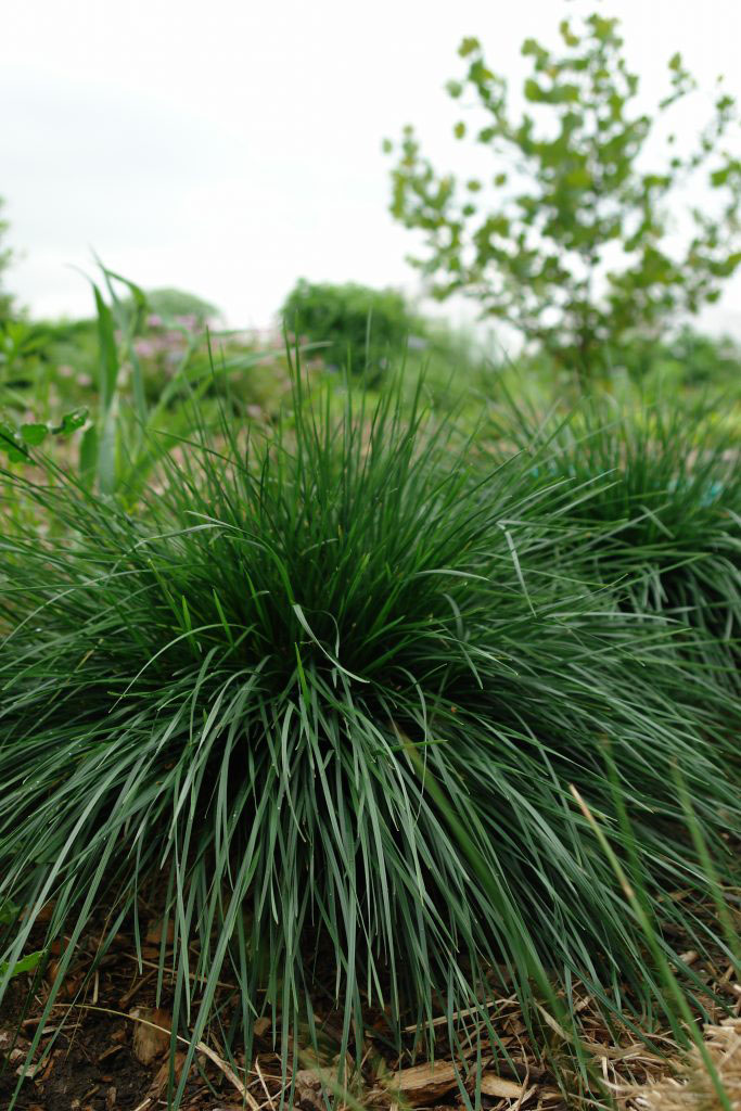 Gold Dew Tufted Hairgrass - Image 2