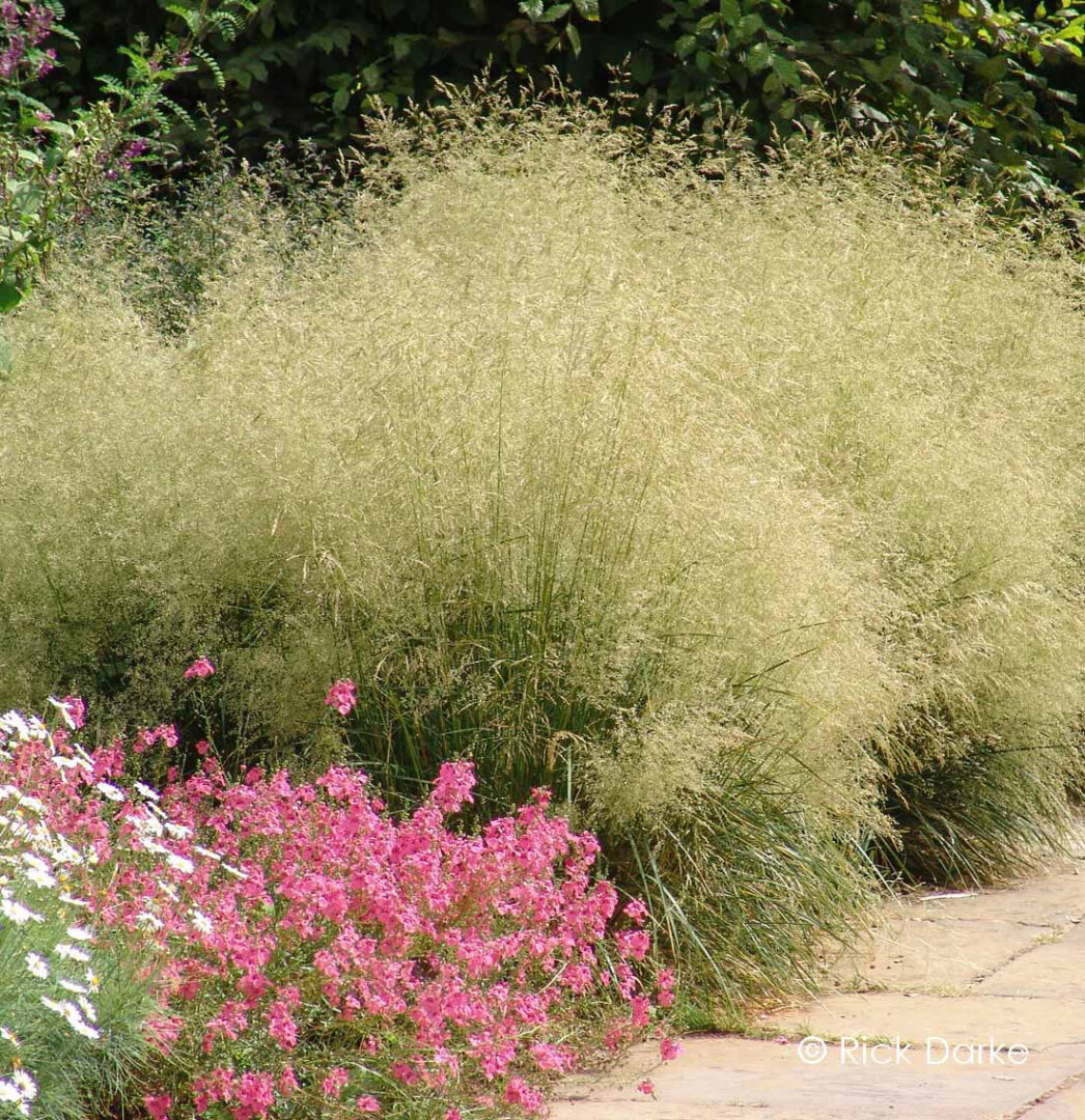 Gold Dew Tufted Hairgrass - Image 3