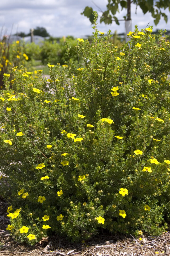 Gold Drop Potentilla - Image 2