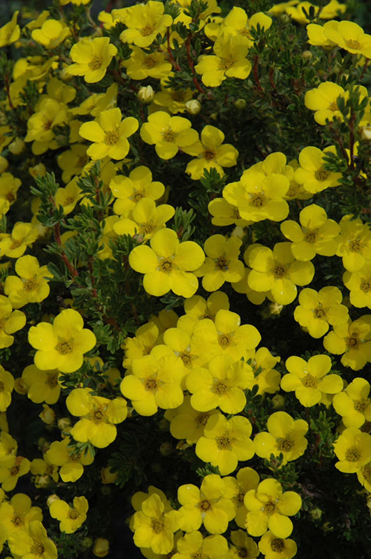 Gold Drop Potentilla - Image 3