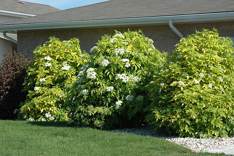Golden Elder - Image 2