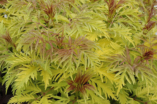 Golden Elder - Image 3