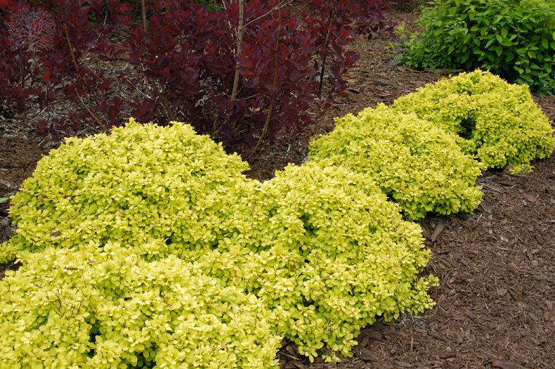Golden Nugget Dwarf Barberry - Image 2