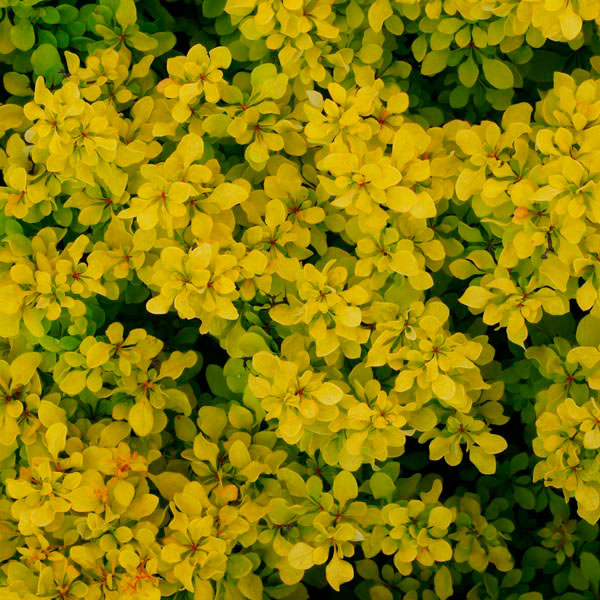 Golden Nugget Dwarf Barberry - Image 3