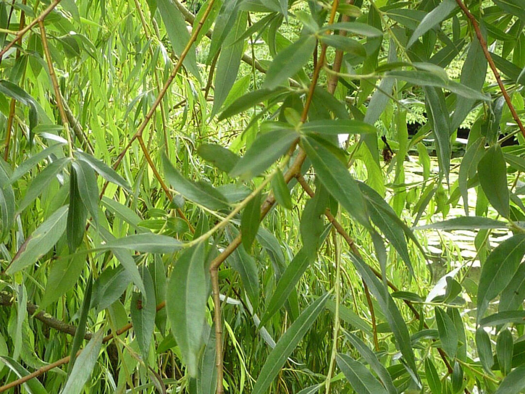 Golden Willow - Image 3