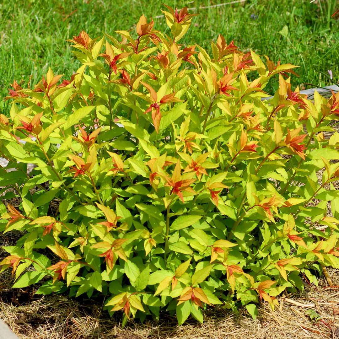 Goldflame Spirea - Image 2