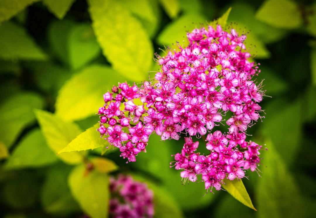Goldflame Spirea - Image 3