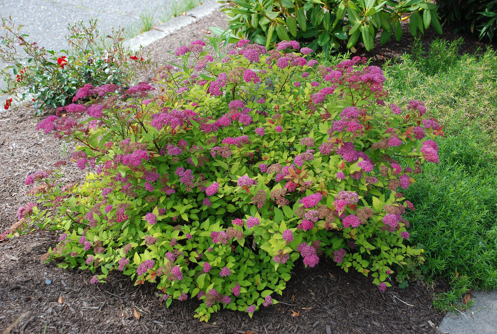 Goldmound Spirea - Image 2