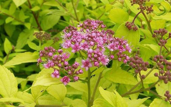 Goldmound Spirea - Image 3