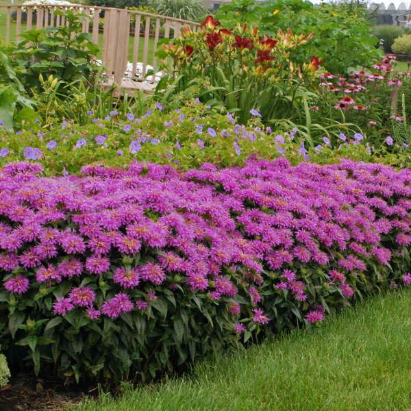 Grand Parade Bee Balm - Image 2