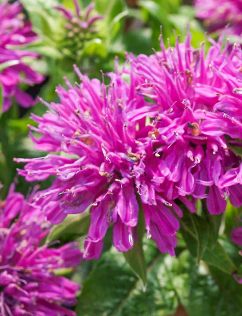 Grand Parade Bee Balm - Image 3