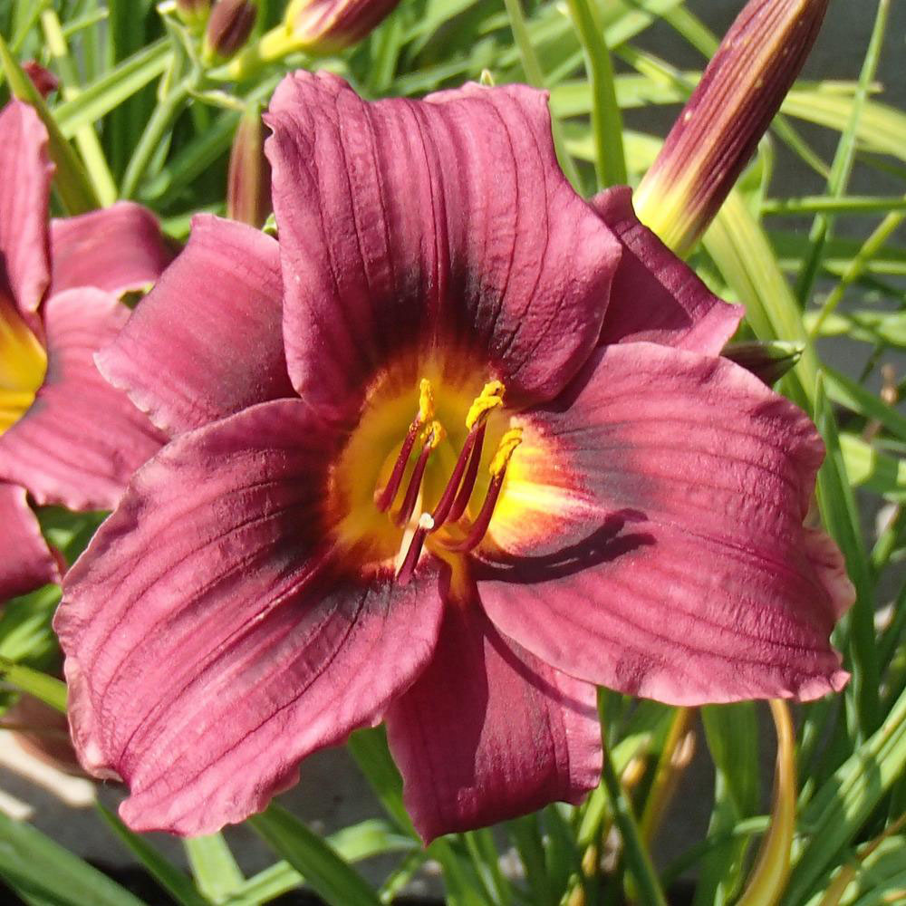 Grape Magic Daylily - Image 3