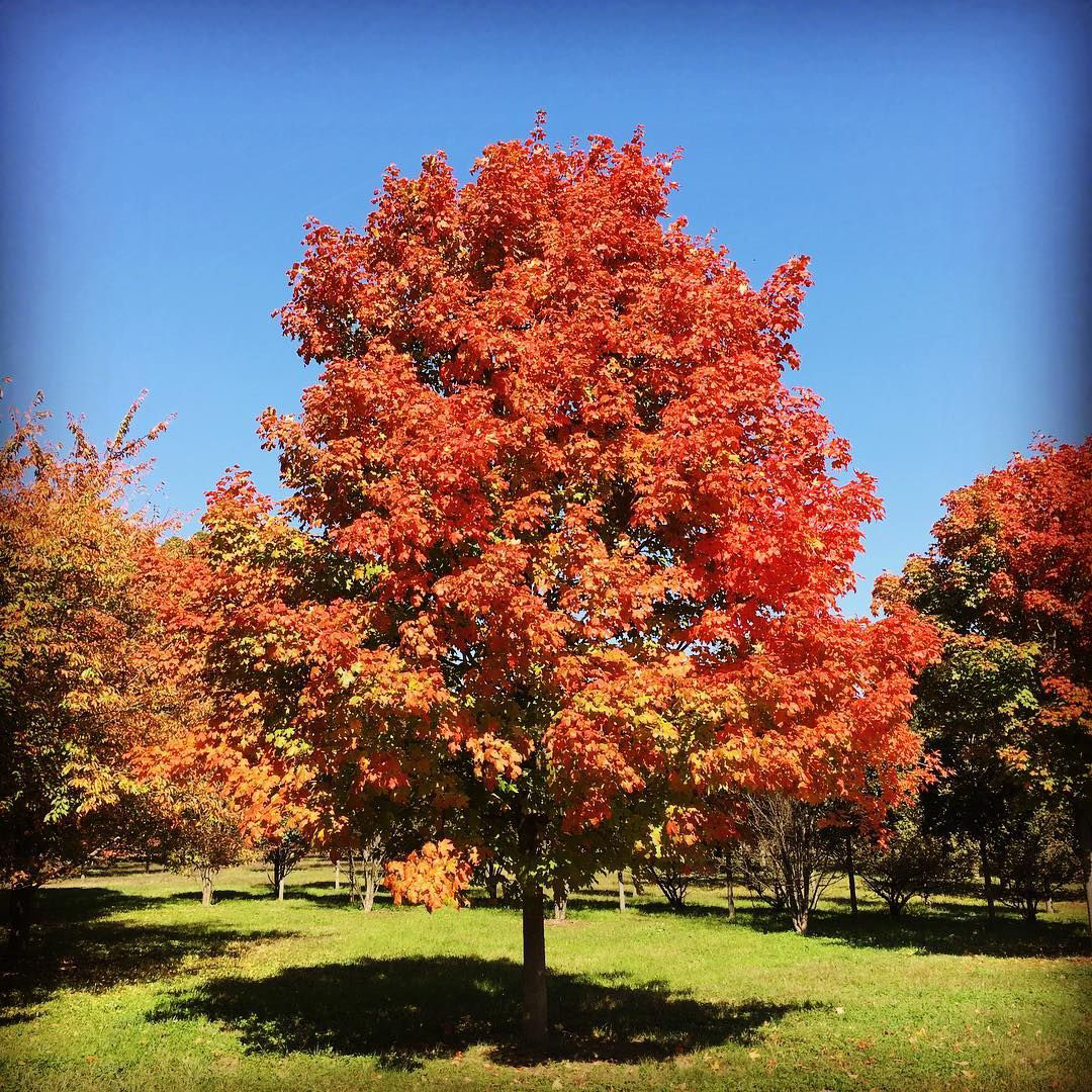Green Mountain Sugar Maple - Image 2