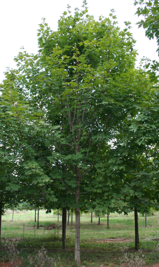 Green Mountain Sugar Maple - Image 3