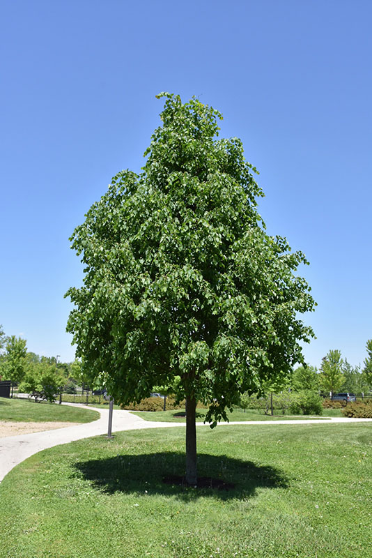 Greenspire Littleleaf Linden - Image 2