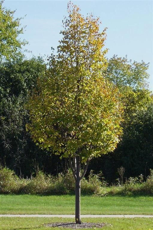 Greenspire Littleleaf Linden - Image 3