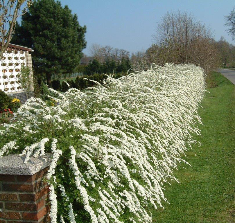 Grefsheim Spirea - Image 2