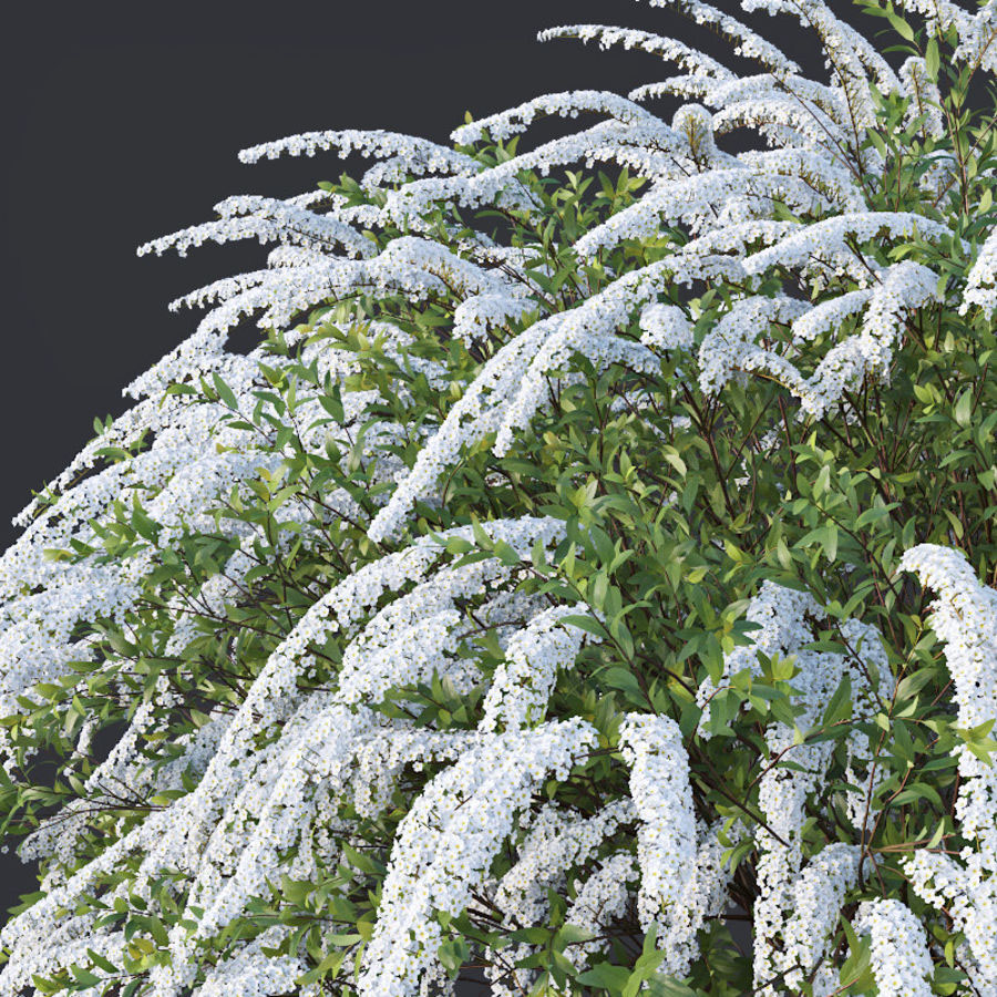 Grefsheim Spirea - Image 3