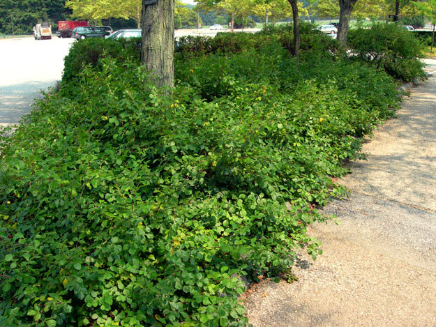 Gro-Low Fragrant Sumac - Image 2