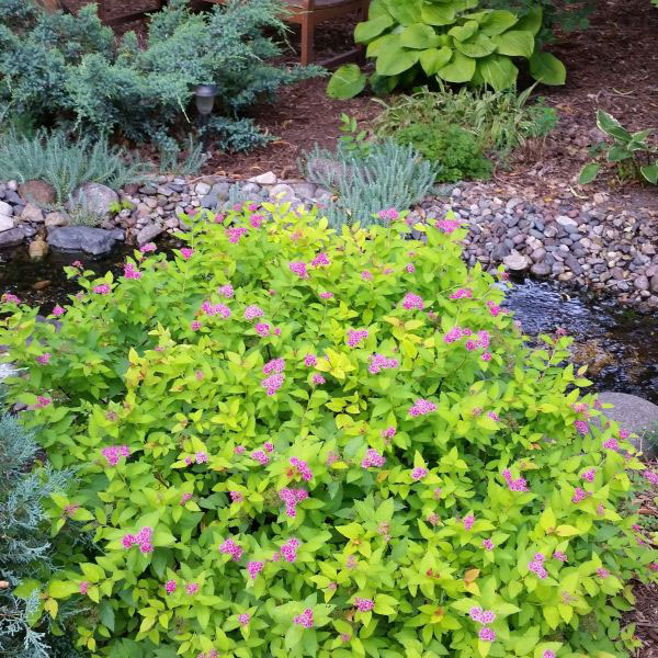 Gumball Spirea - Image 2