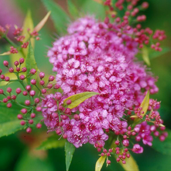 Gumball Spirea - Image 3